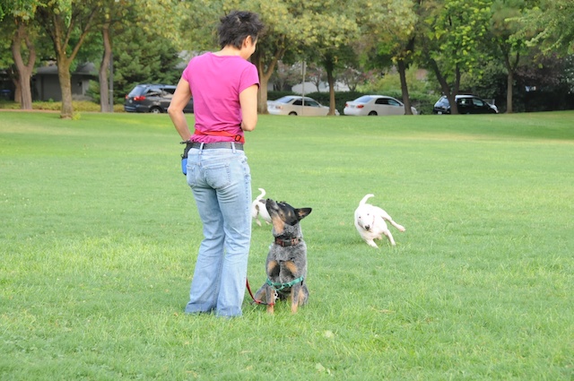 Ensinar O Cachorro A Sentar Blog Da Pet Anjo