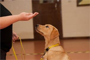 Ensinar O Seu Cachorro A Sentar 4 Blog Da Pet Anjo