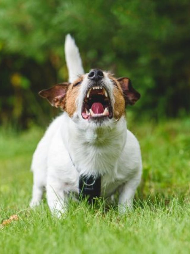 Seu Cachorro Est Estressado Saiba Os Sinais Blog Da Pet Anjo