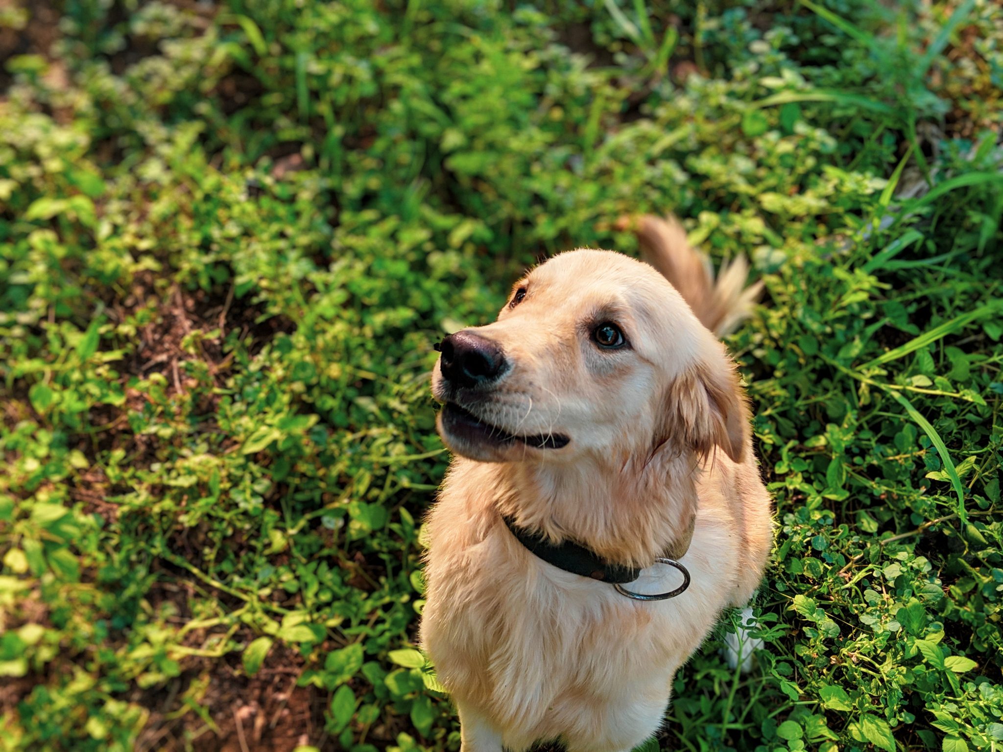 10 Passos Para Ensinar O Seu Cachorro A Sentar Blog Da Pet Anjo