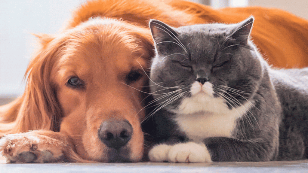 Cachorro e gato juntos: as melhores dicas para uma boa convivência 