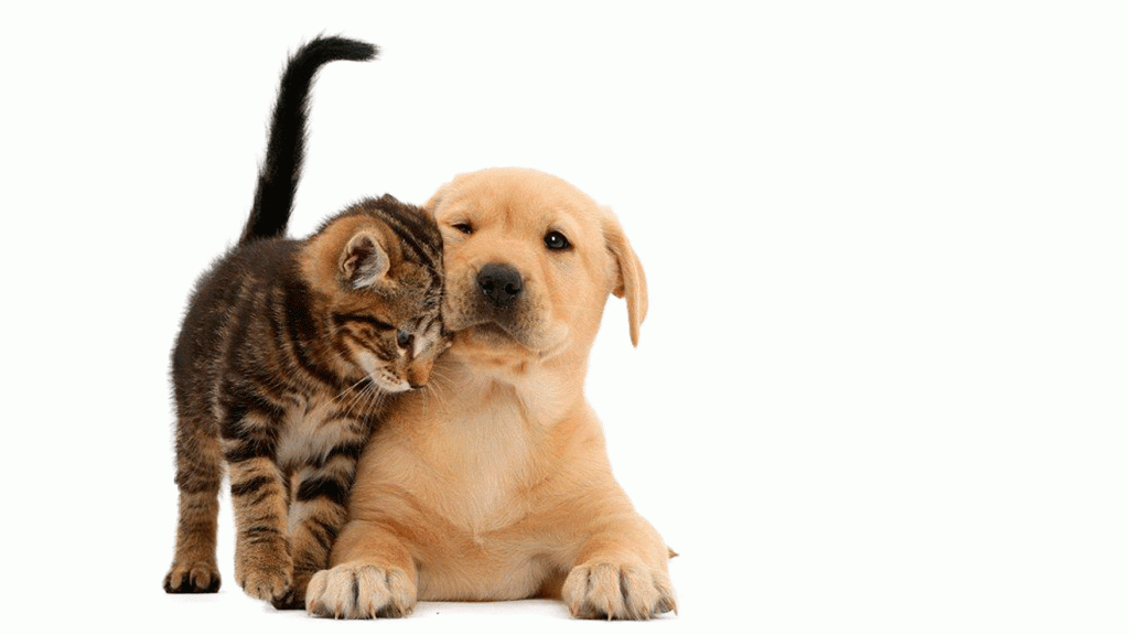 Cachorro e gato juntos: as melhores dicas para uma boa convivência 