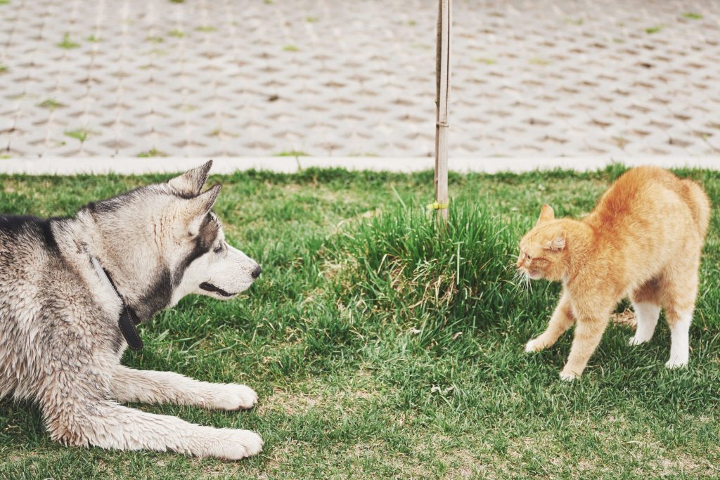 Cachorro e gato juntos: as melhores dicas para uma boa convivência
