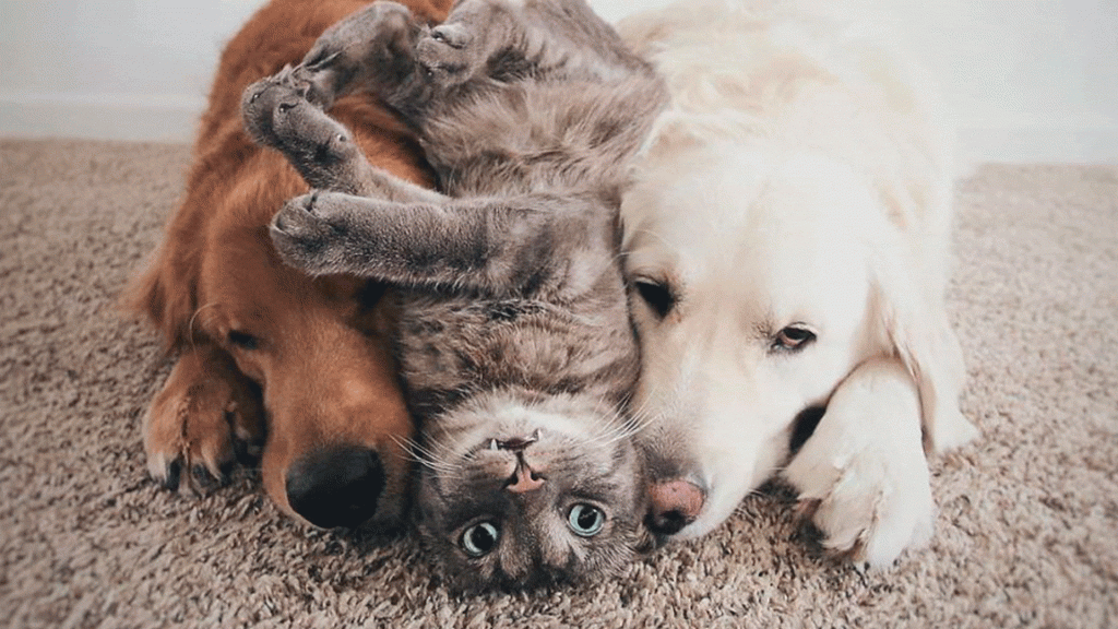 Cachorro e gato juntos: as melhores dicas para uma boa convivência 