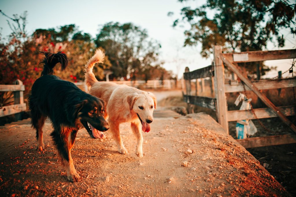 Dois cães de rua passeando juntos em um fim de tarde