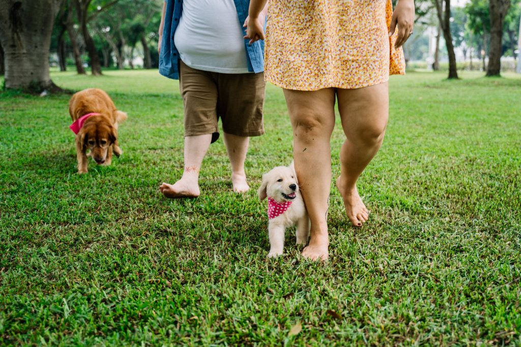 Dois cães passeando com seus tutores em um parque