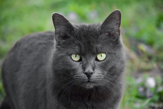 Tudo sobre o câncer de mama em gatos - Blog da Pet Anjo