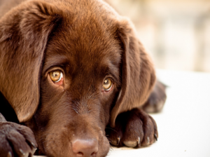 porque não falar não para cachorro