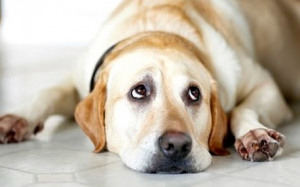 cachorro tem cara de culpa