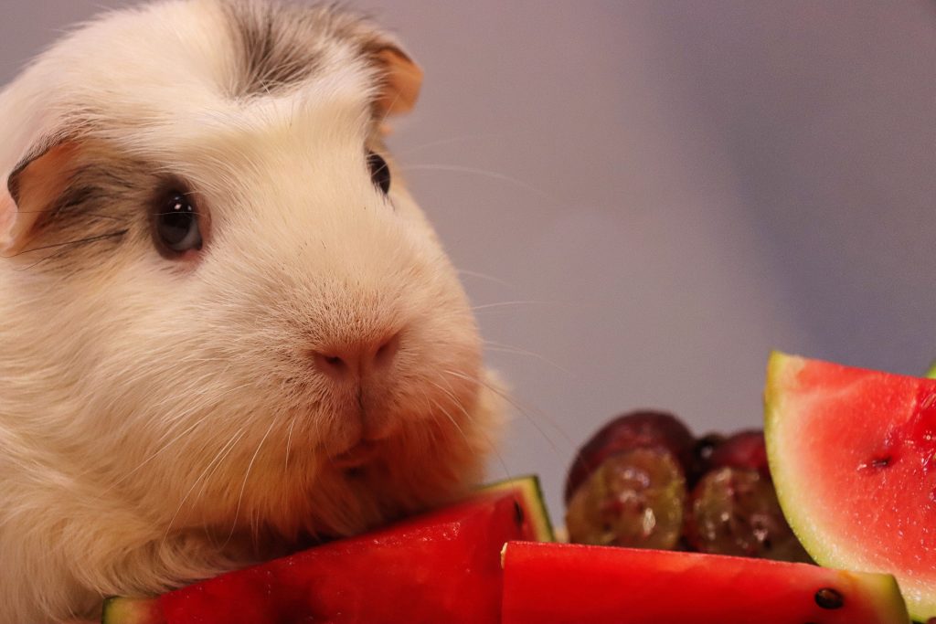 Porquinho-da-índia branco comendo melancia 