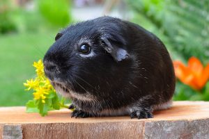 Porquinho-da-índia preto