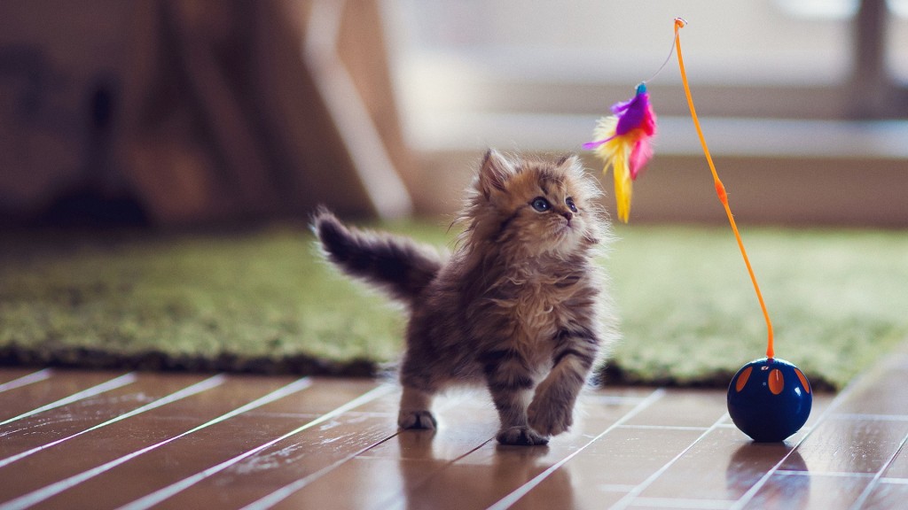 kitten_playing