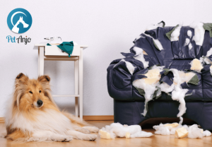 Cachorro destrói tudo