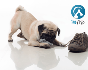 Cachorro destrói tudo