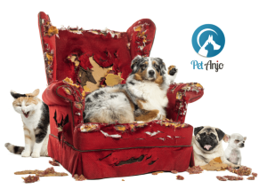 Cachorro destrói tudo