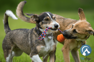 Cachorro destrói tudo