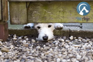 Cachorro destrói tudo