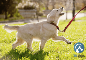 Cachorro destrói tudo