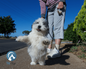 Cachorro destrói tudo