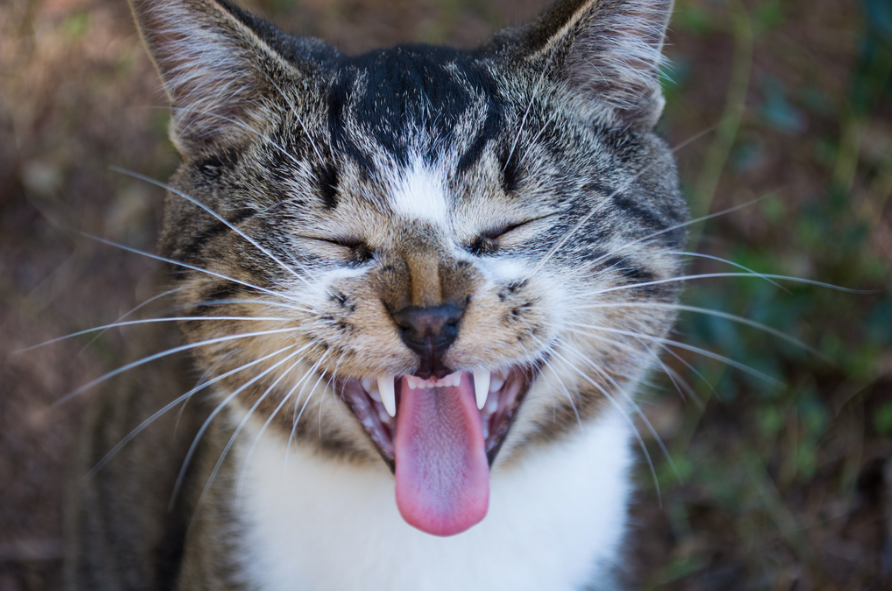 Fezes de gato: tipos e significados - COM FOTOS