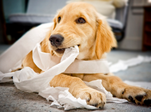 dog walker e reforço positivo com caes