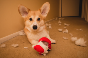 dog walker brinquedo para cachorro
