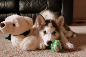 dog walker com cães agitados