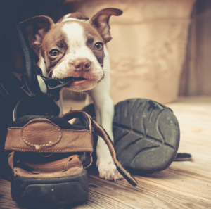 por que meu cachorro destrói tudo