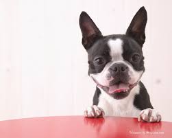 boston terrier