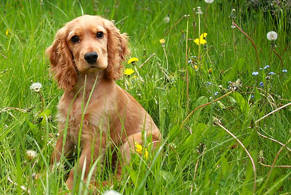 cocker spaniel