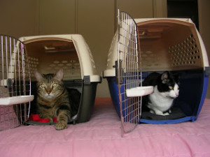 dog walker pode transportar gato e cachorro no onibus em sp