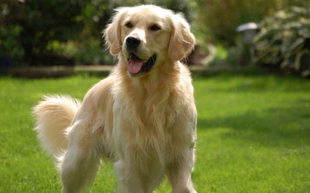 golden retrievier