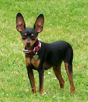 pinscher