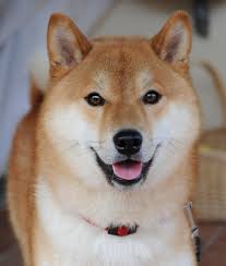 shiba inu
