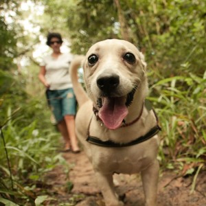 Fazer trilhas com seu cachorro pode ser uma diversão e um exercício alternativos!
