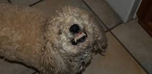 Você precisa prestar bastante antenção no comportamento do seu cachorro. Ele pode estar com algum problema ou sob estresse!