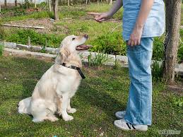 Se o seu cachorro morde as visitas com frequência, procure um treinador que use métodos positivos!