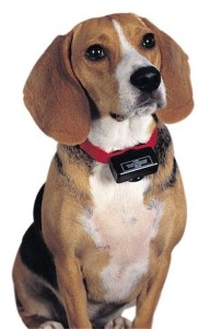 A coleira anti latido nunca é a opção!