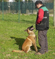 dog walker ensina cachorro agitado