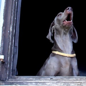 Siga nossas dicas e aprenda a fazer cachorro latir menos!