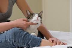 pet-sitter-cuidando-de-gato-e-cachorro