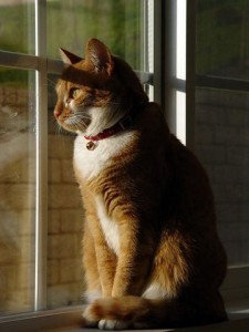 Muitos podem achar que gatos são animais independentes e que, por isso, não precisam de cuidados. Mas eles estão terrivelmente enganados!