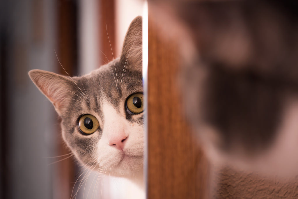 Pare tudo o que está fazendo e veja esse gatinho bebendo água em