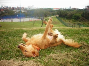passear com o cachorro em porto alegre 3