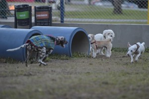 A praça Encol dispõe um cachorródromo para quem gosta de brincar com o pet e ainda ficar tranquilo