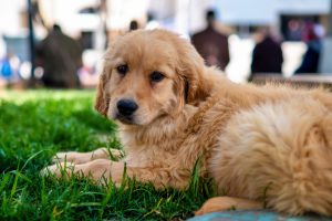 Cachorro filhote da raça Golden retriever em um parque