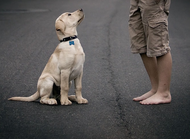 Ensinar cachorro não fugir quando abrir a porta