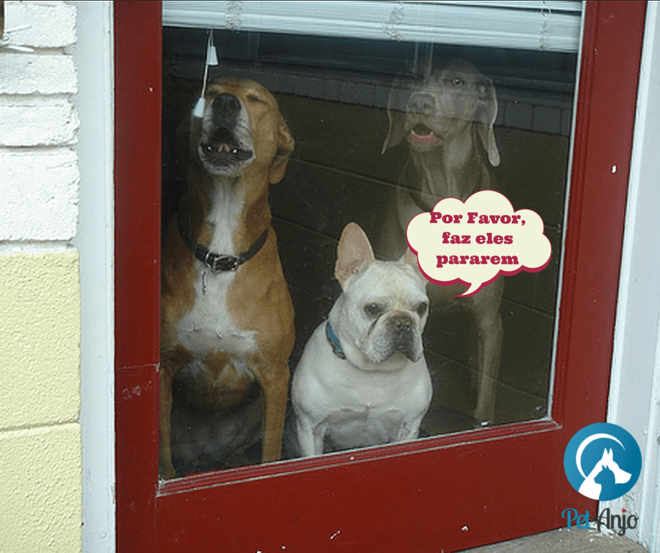 Meu cachorro late quando chego