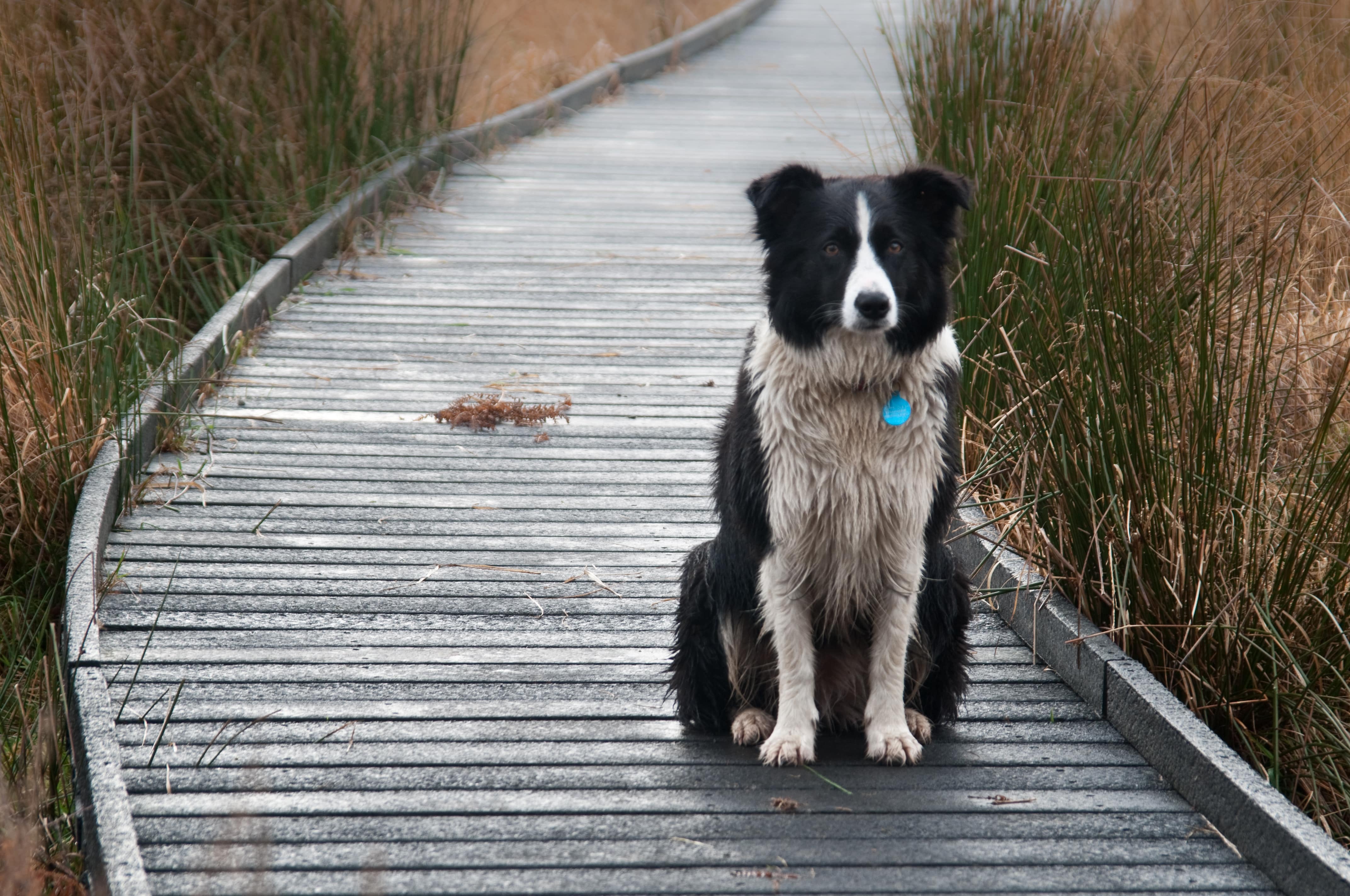 Meu cachorro foge toda vez que abro porta