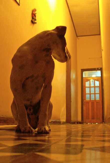 Nao abra a porta por inteiro para seu cachorro não querer fugir.